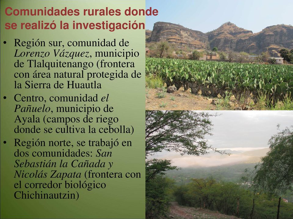 comunidad el Pañuelo, municipio de Ayala (campos de riego donde se cultiva la cebolla) Región norte, se