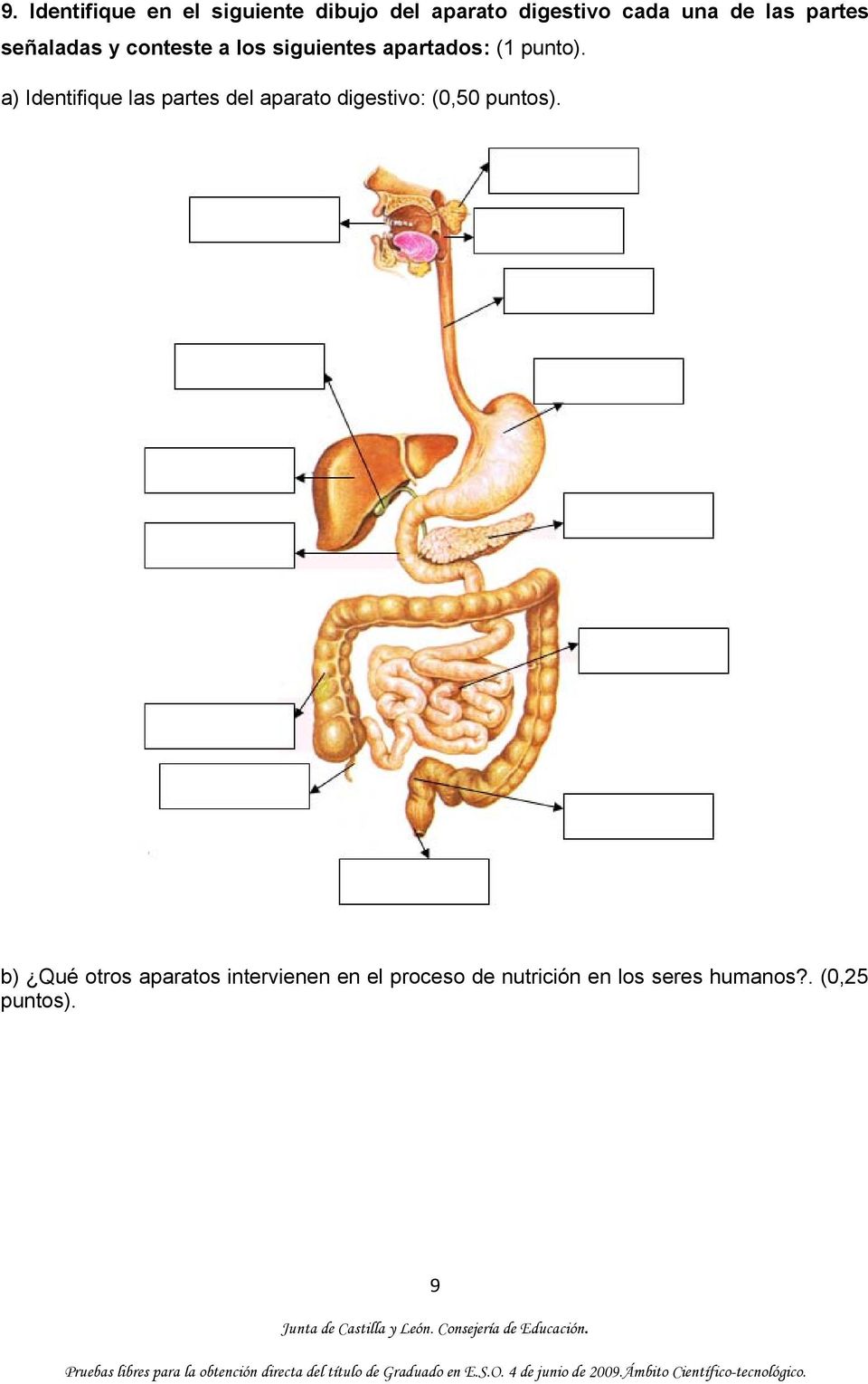 a) Identifique las partes del aparato digestivo: (0,50 puntos).