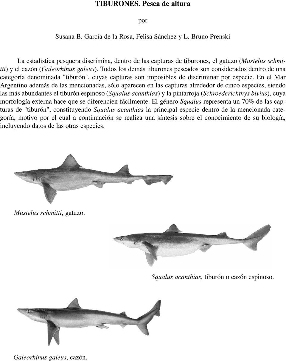 Todos los demás tiburones pescados son considerados dentro de una categoría denominada "tiburón", cuyas capturas son imposibles de discriminar por especie.