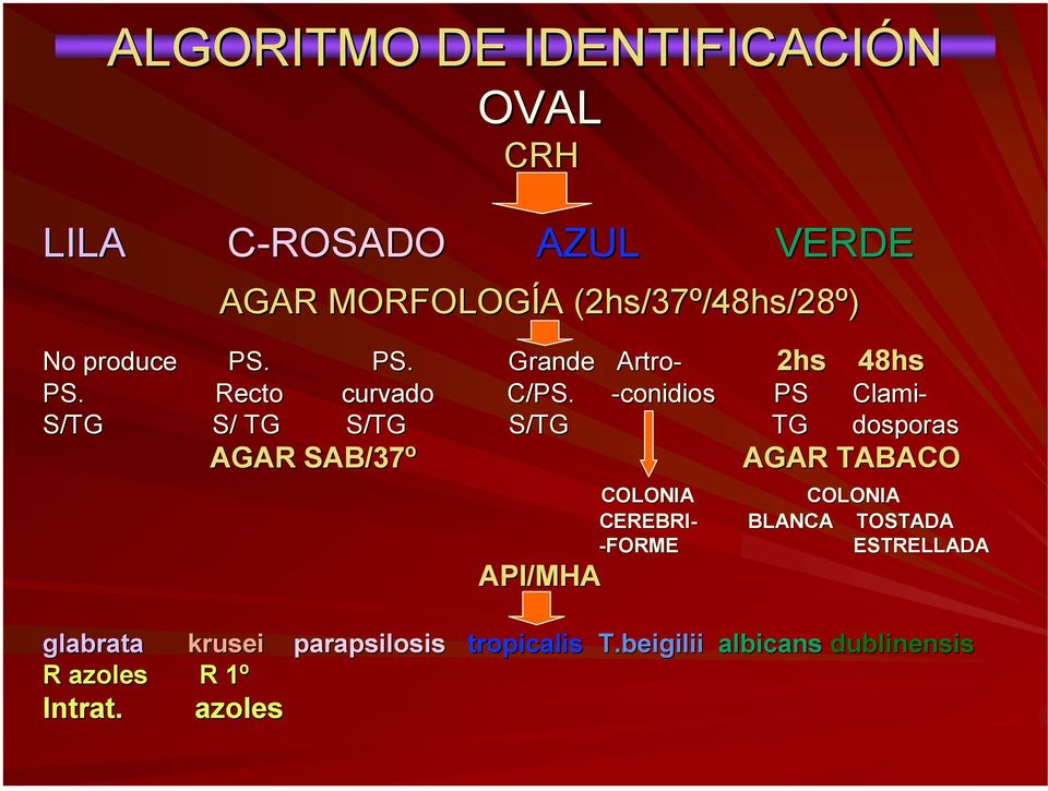 -conidios PS Clami- S/TG S/ TG S/TG S/TG TG dosporas AGAR SAB/37º API/MHA AGAR TABACO COLONIA COLONIA