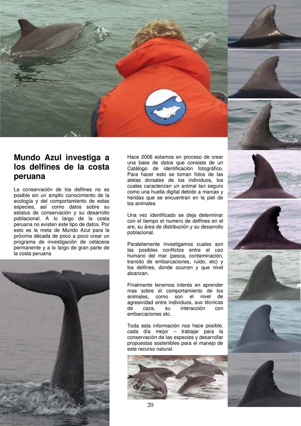 Por esto es la meta de Mundo Azul para la próxima década de poco a poco crear un programa de investigación de cetáceos permanente y a lo largo de gran parte de la costa peruana Hace 2006 estamos en