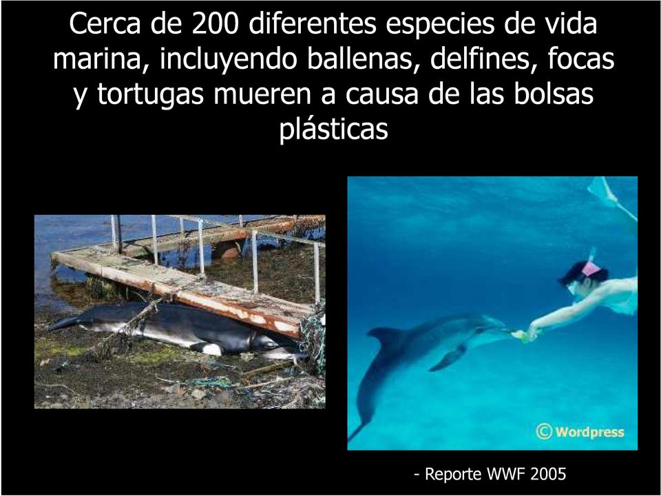 delfines, focas y tortugas mueren a