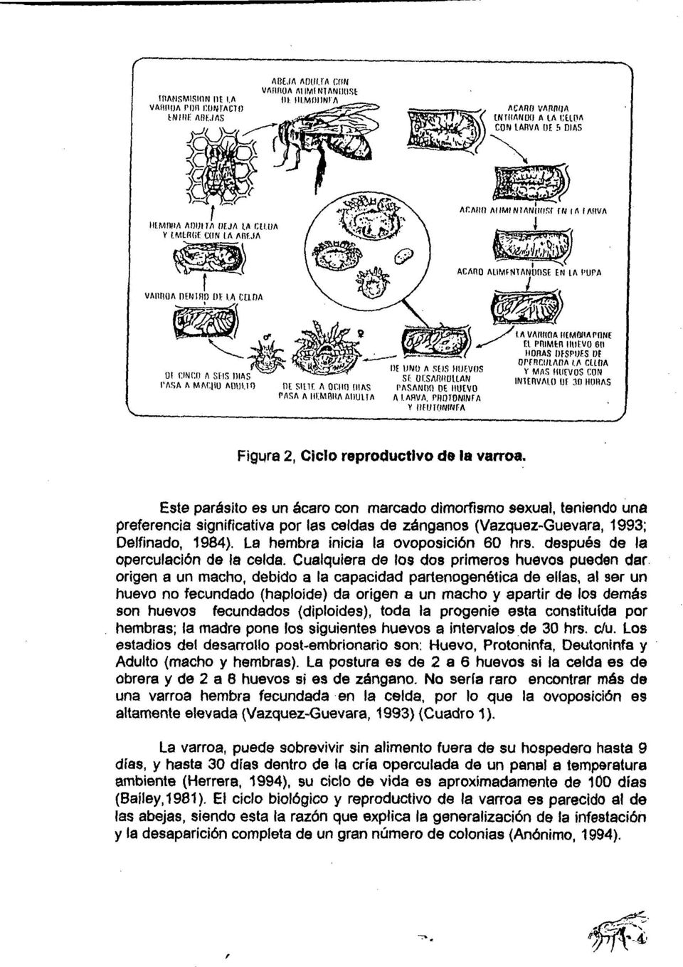 Este parásito es un ácaro con marcado dimorfismo sexual, teniendo una preferencia significativa por las celdas de zánganos (Vazquez-Guevara, 1993; Oelfinado, 1984).
