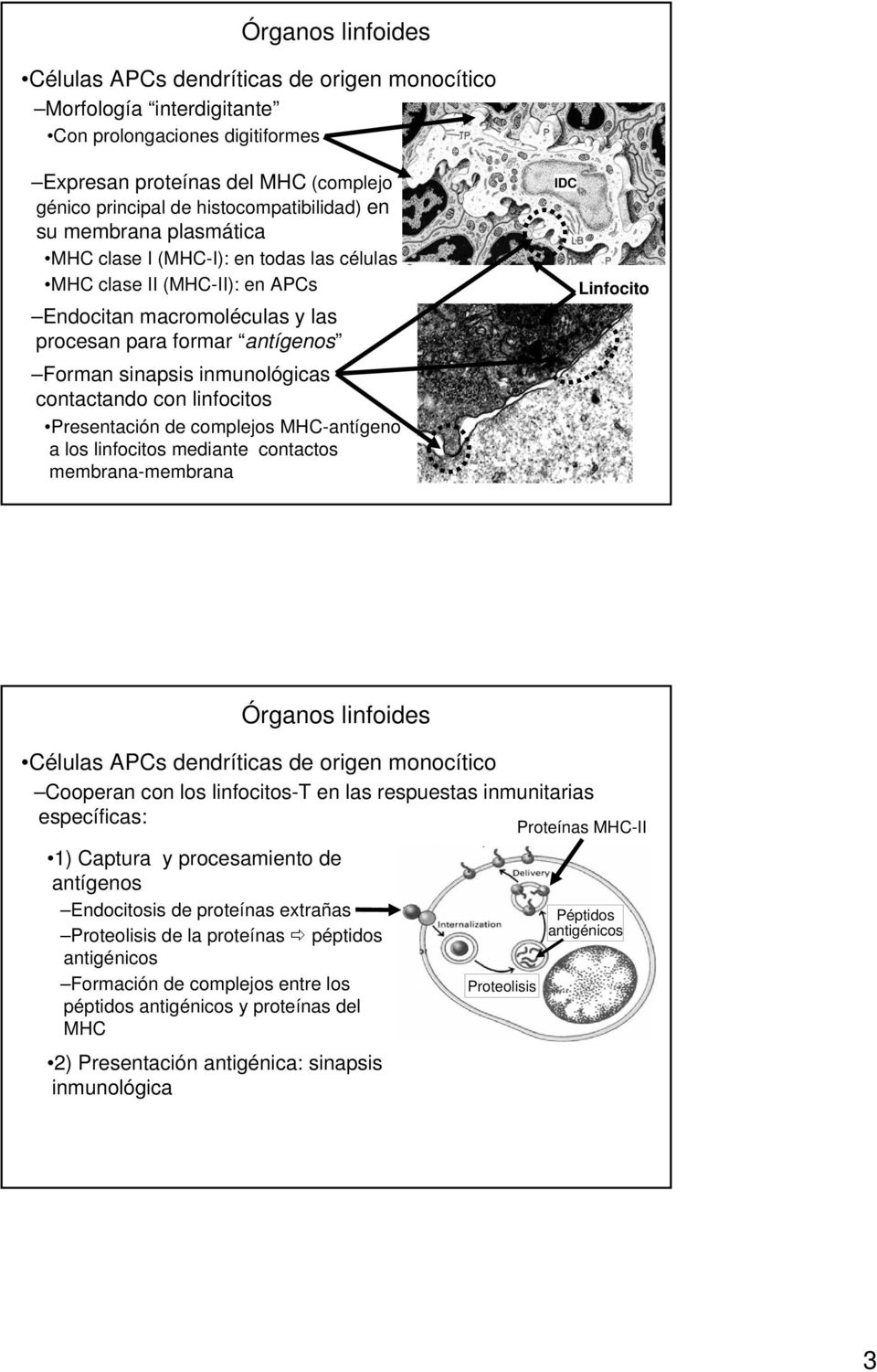 linfocitos Presentación de complejos MHC-antígeno a los linfocitos mediante contactos membrana-membrana IDC Linfocito Células APCs dendríticas de origen monocítico Cooperan con los linfocitos-t en