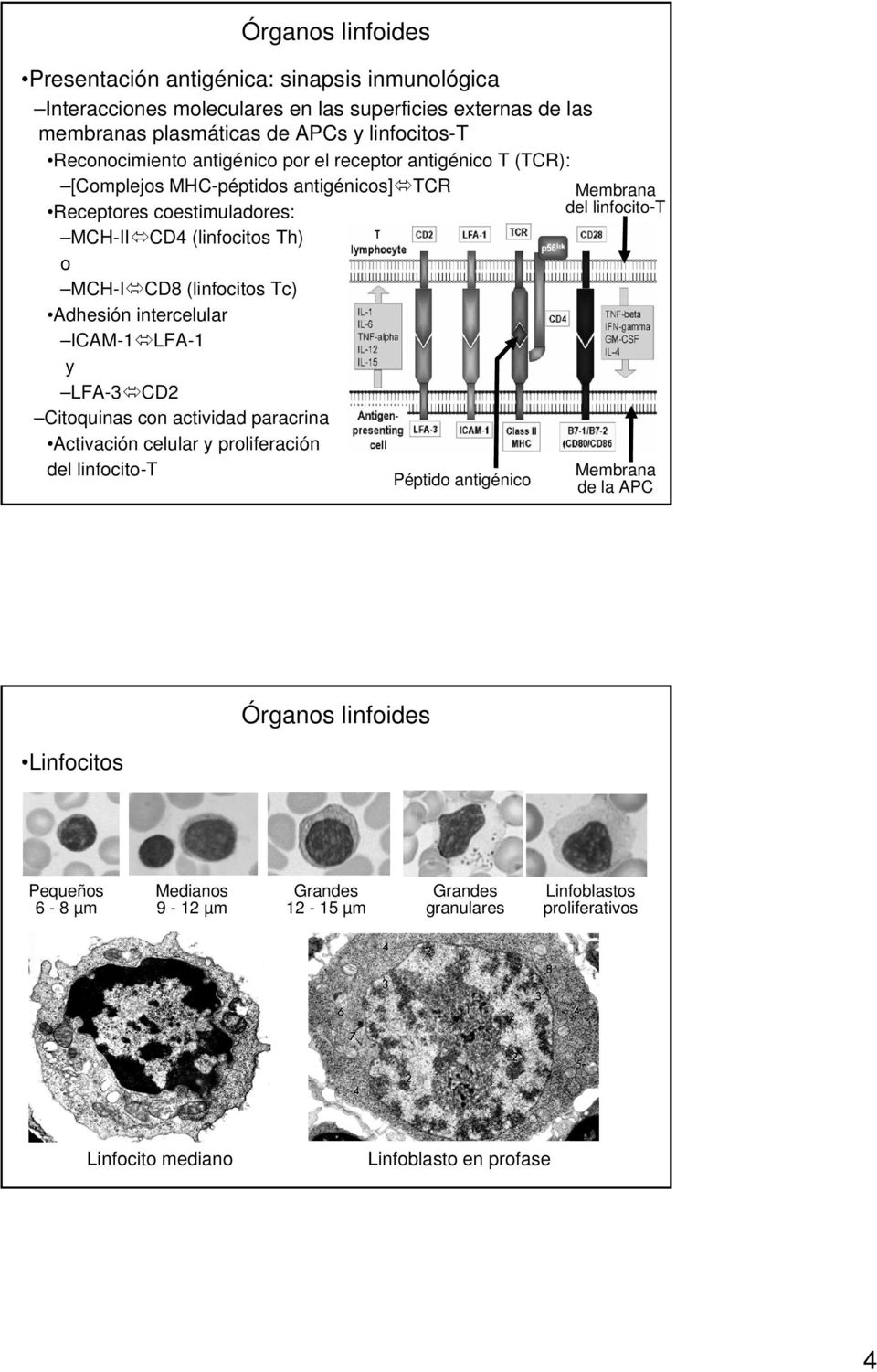 Adhesión intercelular ICAM-1 LFA-1 y LFA-3 CD2 Citoquinas con actividad paracrina Activación celular y proliferación del linfocito-t Péptido antigénico Membrana del