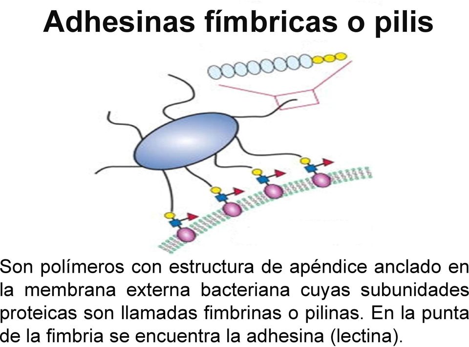 cuyas subunidades proteicas son llamadas fimbrinas o