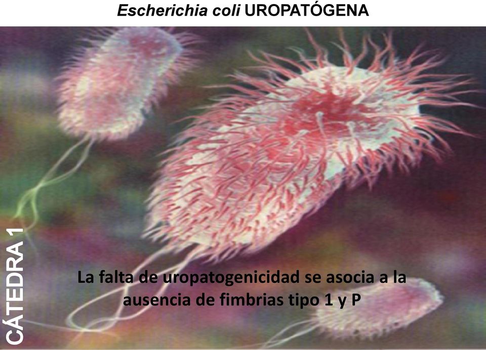 uropatogenicidad se