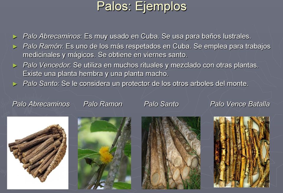 Se obtiene en viernes santo. Palo Vencedor: Se utiliza en muchos rituales y mezclado con otras plantas.