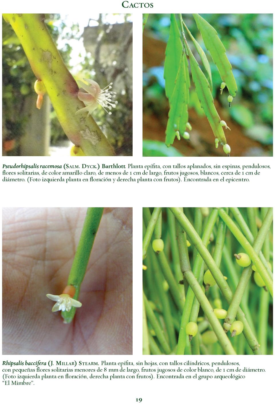 de 1 cm de diámetro. (Foto izquierda planta en floración y derecha planta con frutos). Encontrada en el epicentro. Rhipsalis baccifera (J. MILLAR) STEARM.