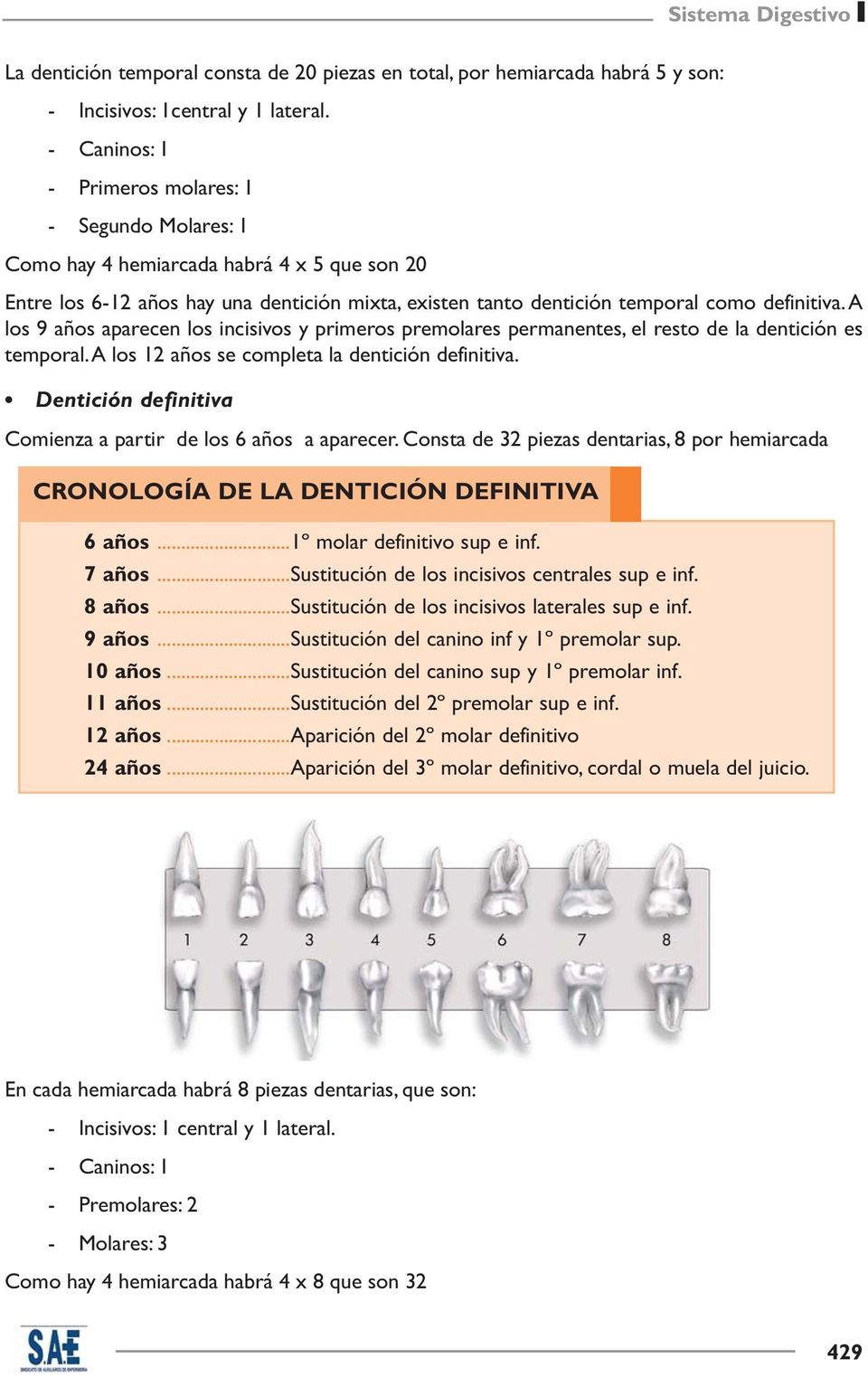 A los 9 años aparecen los incisivos y primeros premolares permanentes, el resto de la dentición es temporal. A los 12 años se completa la dentición definitiva.
