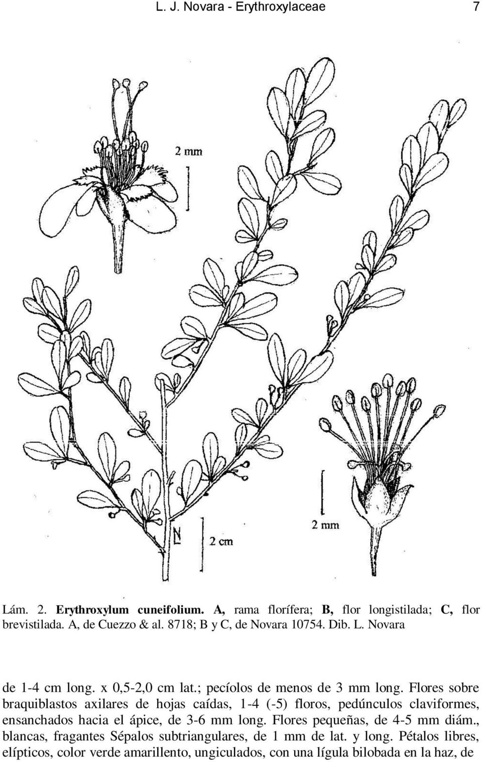 Flores sobre braquiblastos axilares de hojas caídas, 1-4 (-5) floros, pedúnculos claviformes, ensanchados hacia el ápice, de 3-6 mm long.