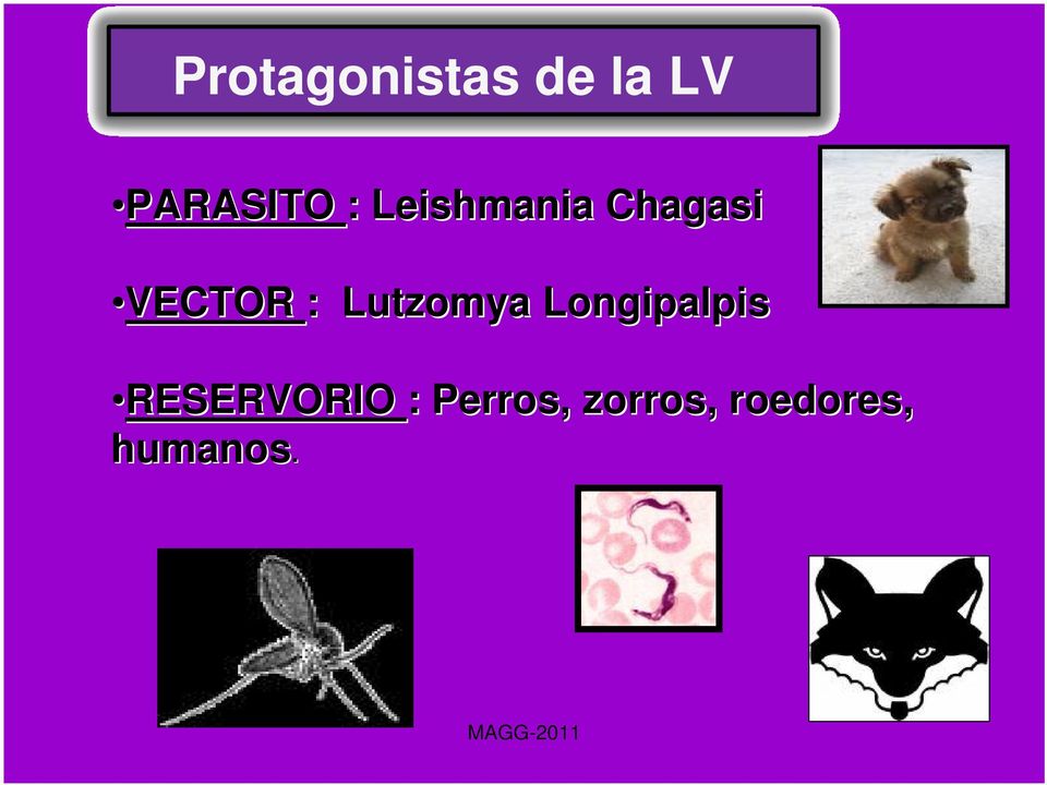 Lutzomya Longipalpis RESERVORIO :