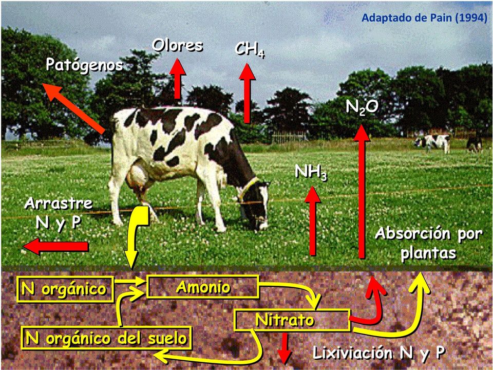 Absorción por plantas N orgánico Amonio