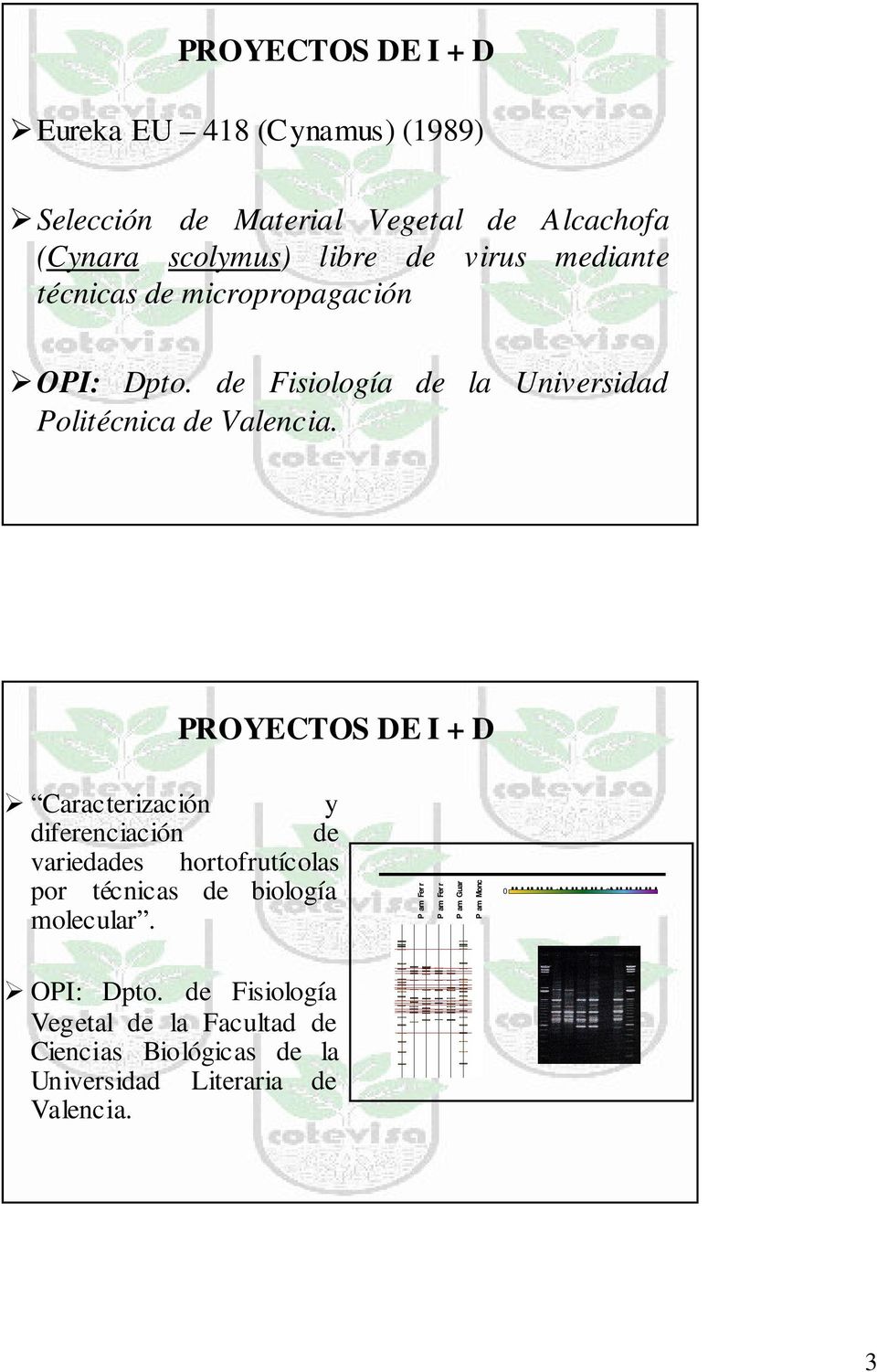 PROYECTOS DE I + D Caracterización y diferenciación de variedades hortofrutícolas por técnicas de biología molecular.