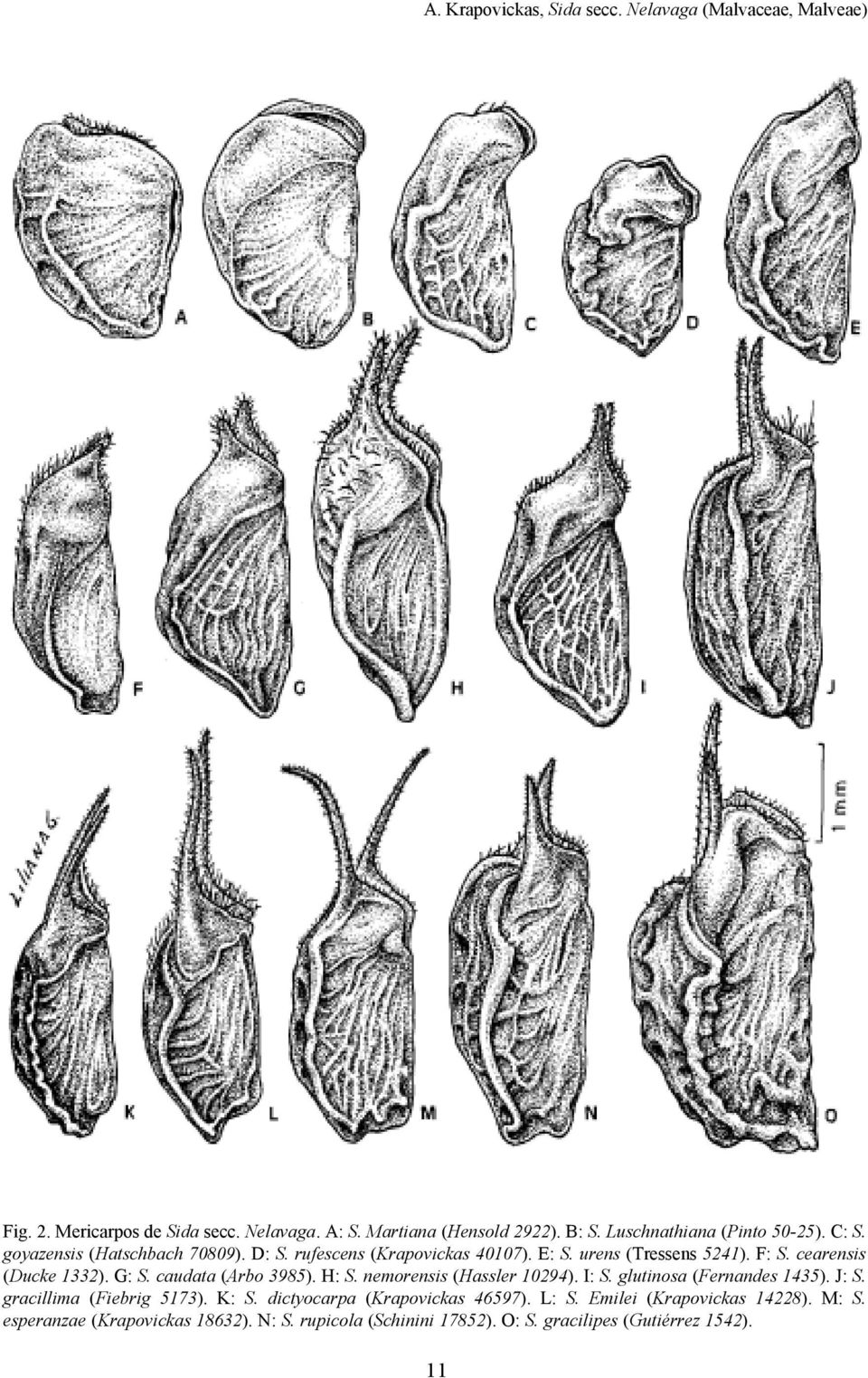 cearensis (Ducke 1332). G: S. caudata (Arbo 3985). H: S. nemorensis (Hassler 10294). I: S. glutinosa (Fernandes 1435). J: S. gracillima (Fiebrig 5173).