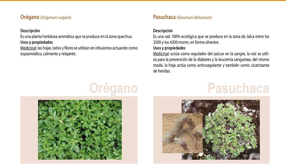 Orégano Pasuchaca (Geranium dielsianum) Es una raíz 100% ecológica que se produce en la zona de Jalca entre los 3500 y los 4200 msnm, en forma