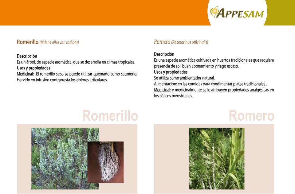 Hervido en infusión contrarresta los dolores articulares Romerillo Romero (Rosmarinus officinalis) Es una especie aromática cultivada en huertos