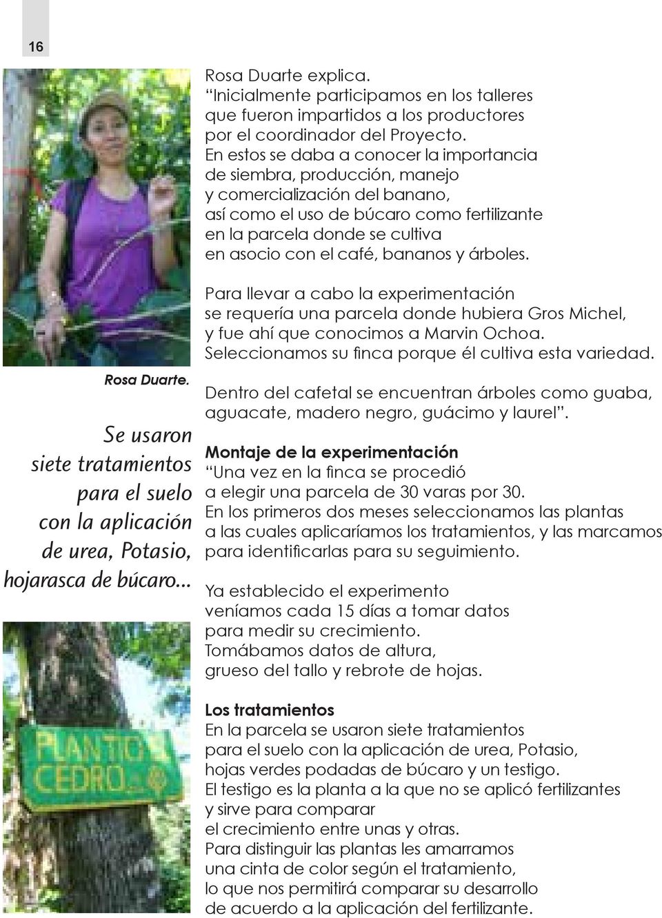 café, bananos y árboles. Rosa Duarte. Se usaron siete tratamientos para el suelo con la aplicación de urea, Potasio, hojarasca de búcaro.