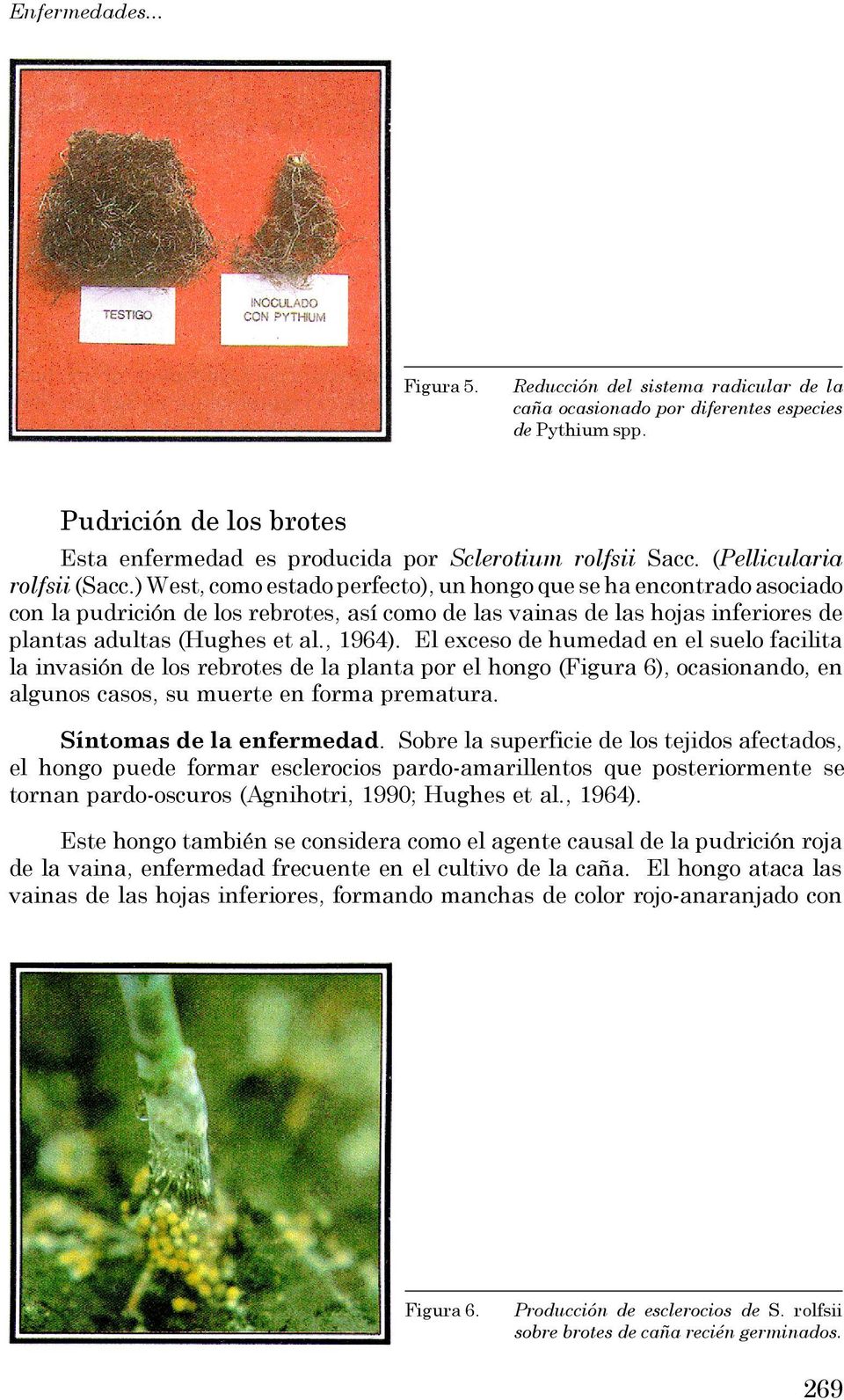 ) West, como estado perfecto), un hongo que se ha encontrado asociado con la pudrición de los rebrotes, así como de las vainas de las hojas inferiores de plantas adultas (Hughes et al., 1964).