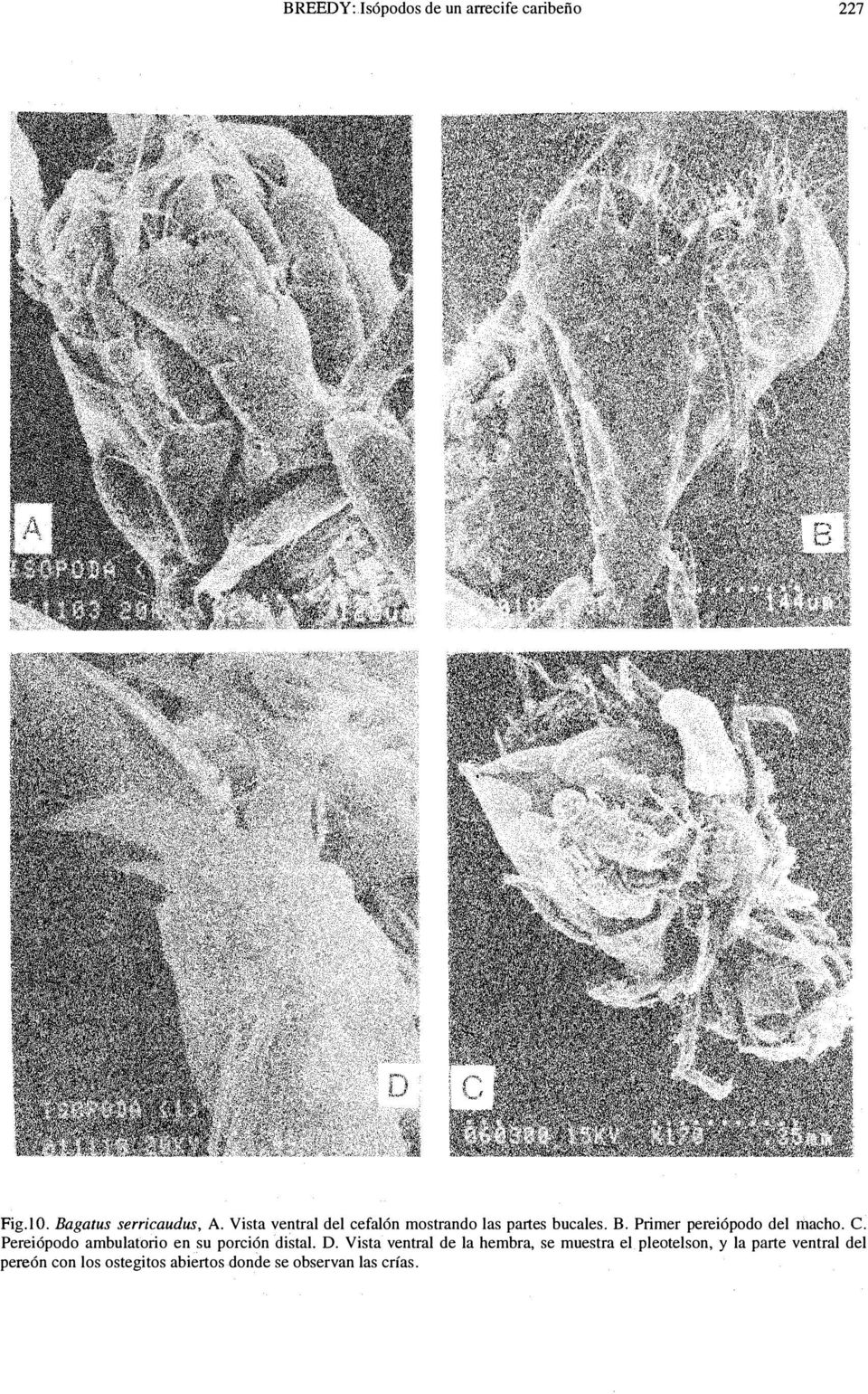 c. Pereiópodo ambulatorio en su porción distal. D.
