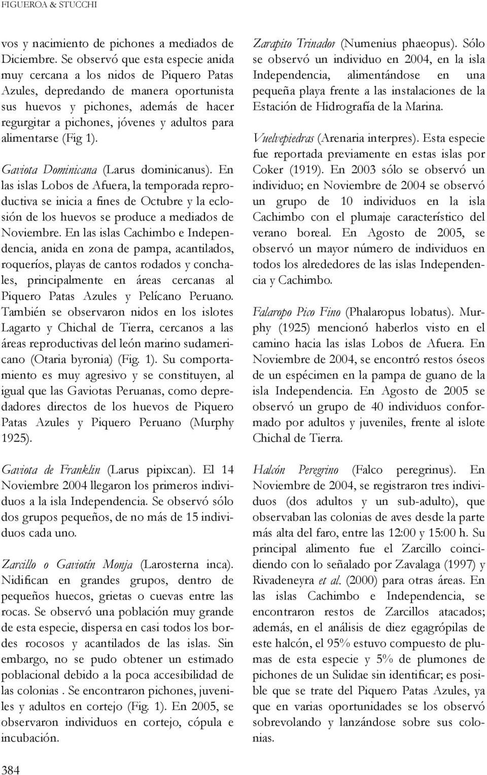 para alimentarse (Fig 1). Gaviota Dominicana (Larus dominicanus).