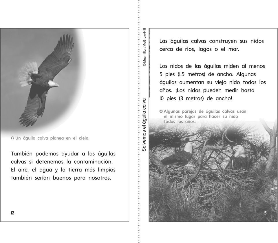 Salvemos el águila calva Macmillan/McGraw-Hill fáciles de ver y les ayudan Las águilas calvas construyen sus nidos cerca de ríos, lagos o el mar.