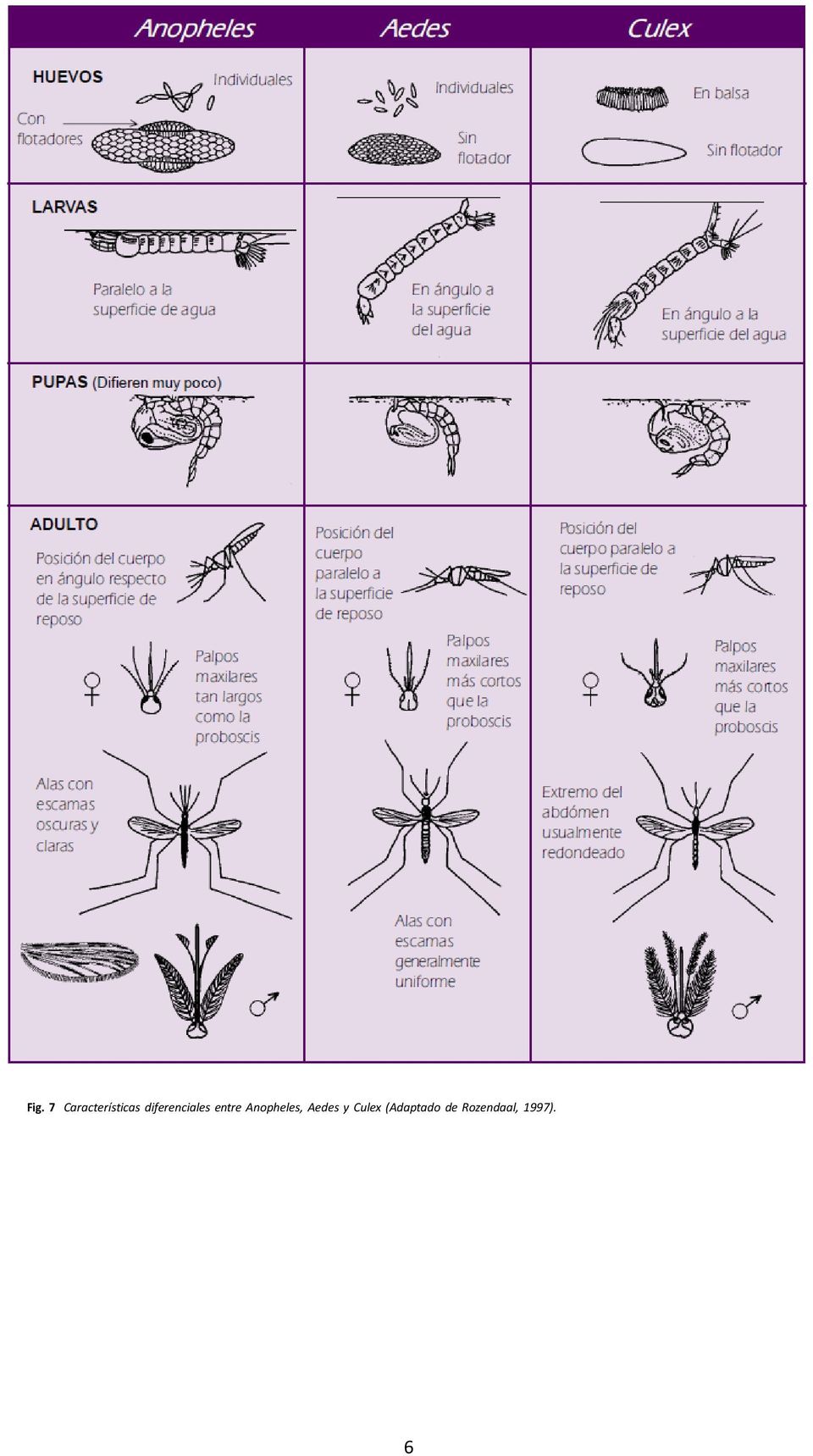Anopheles, Aedes y Culex