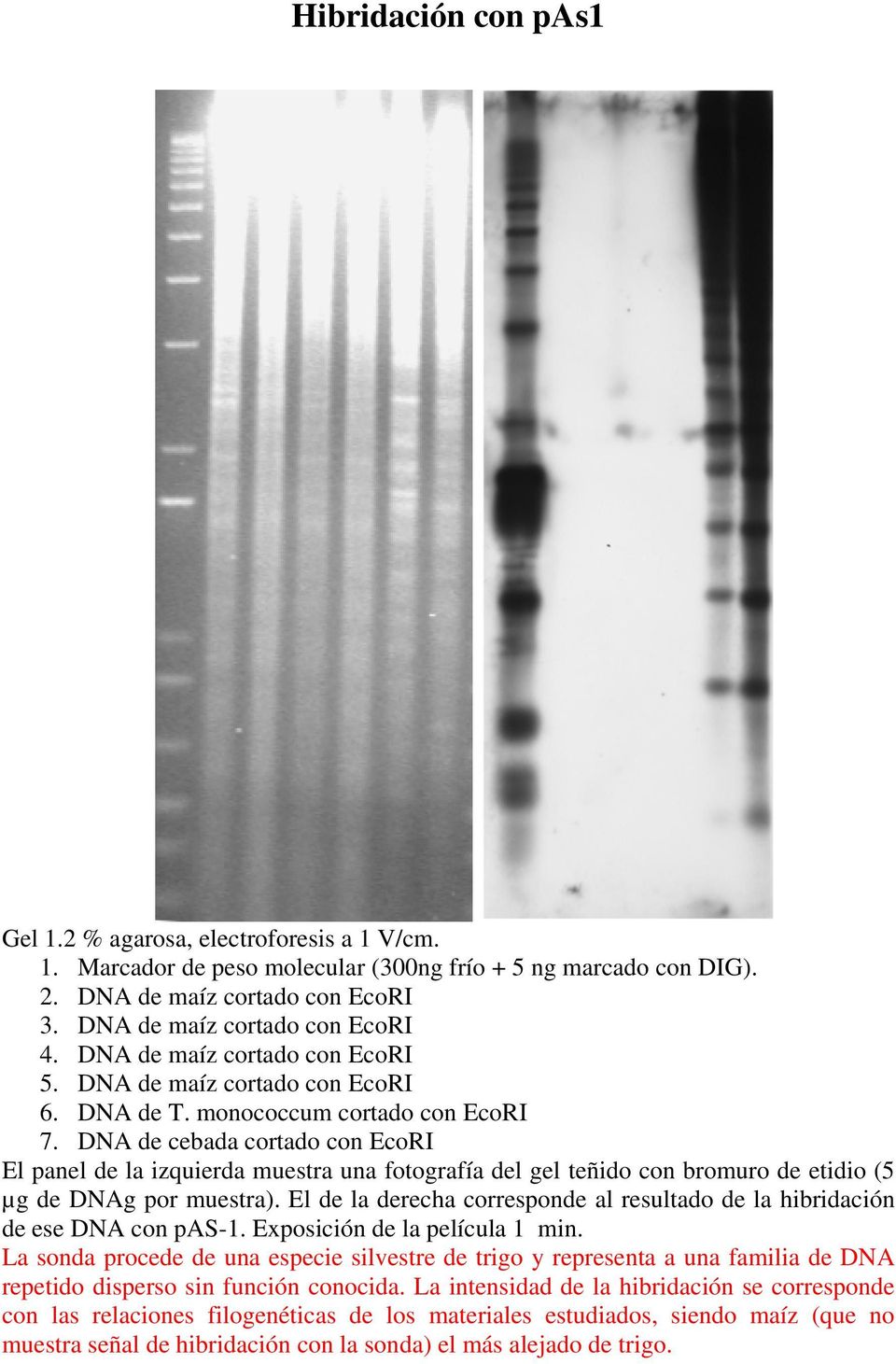 DNA de cebada cortado con EcoRI El panel de la izquierda muestra una fotografía del gel teñido con bromuro de etidio (5 µg de DNAg por muestra).
