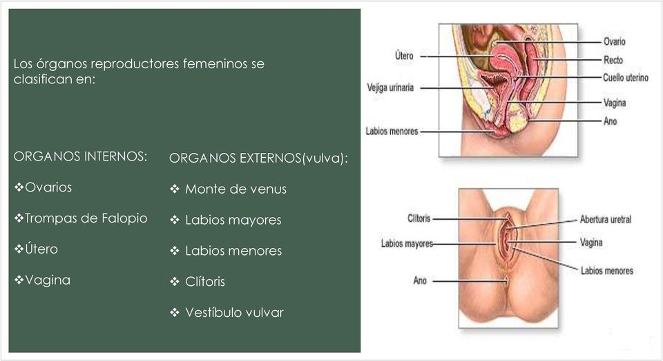 Útero Vagina ORGANOS EXTERNOS(vulva): Monte de