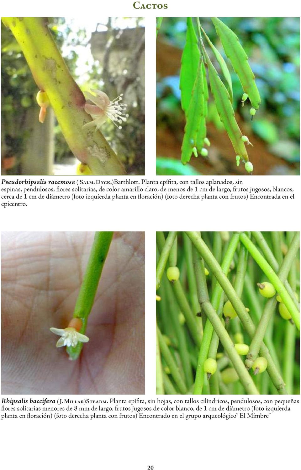 1 cm de diámetro (foto izquierda planta en floración) (foto derecha planta con frutos) Encontrada en el epicentro. Rhipsalis baccifera ( J. Millar)Stearm.