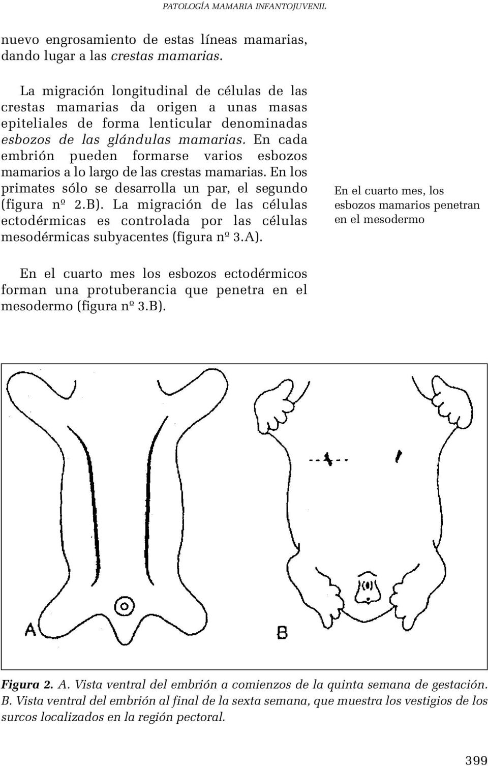 En cada embrión pueden formarse varios esbozos mamarios a lo largo de las crestas mamarias. En los primates sólo se desarrolla un par, el segundo (figura nº 2.B).