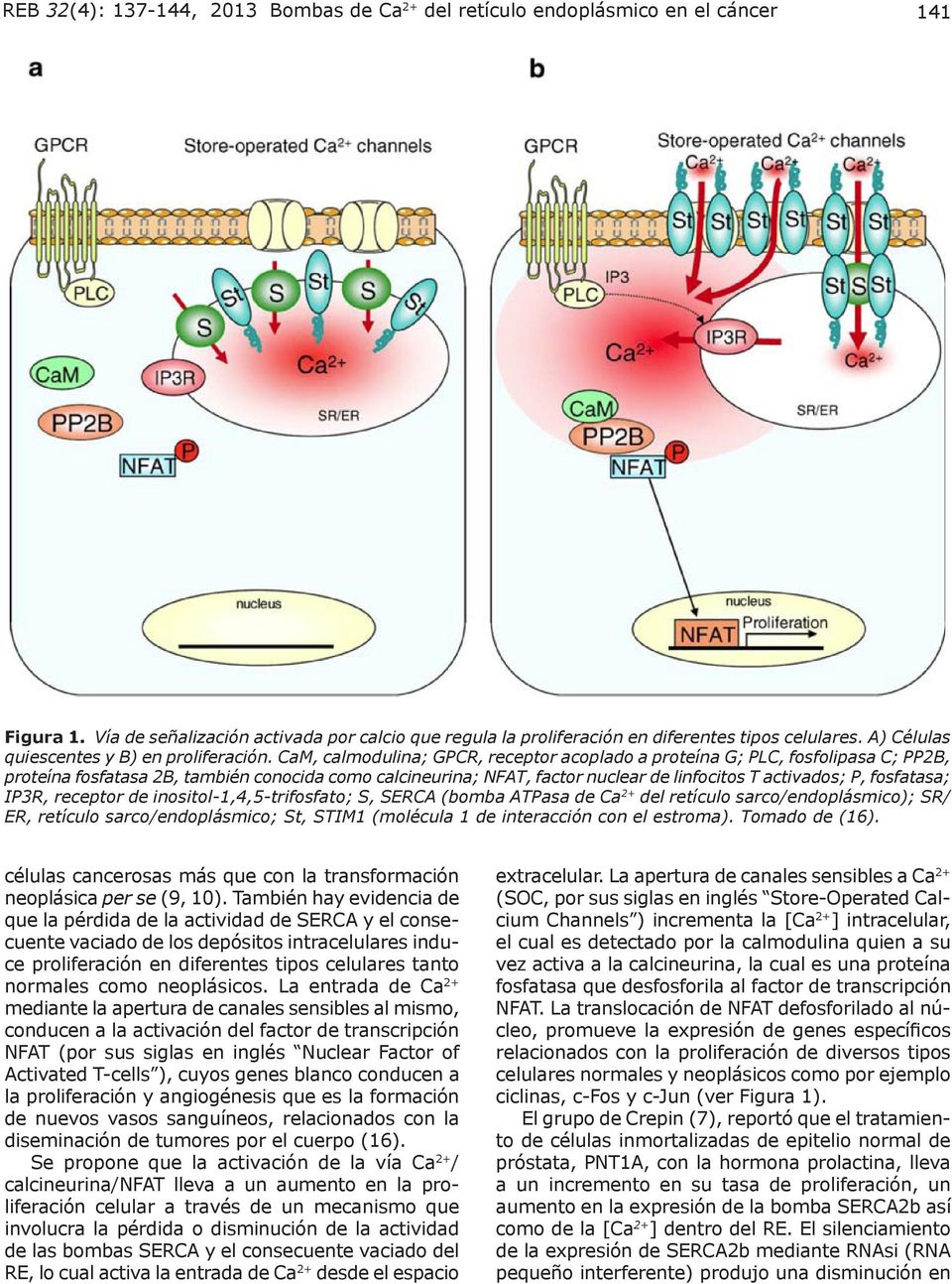 CaM, calmodulina; GPCR, receptor acoplado a proteína G; PLC, fosfolipasa C; PP2B, proteína fosfatasa 2B, también conocida como calcineurina; NFAT, factor nuclear de linfocitos T activados; P,