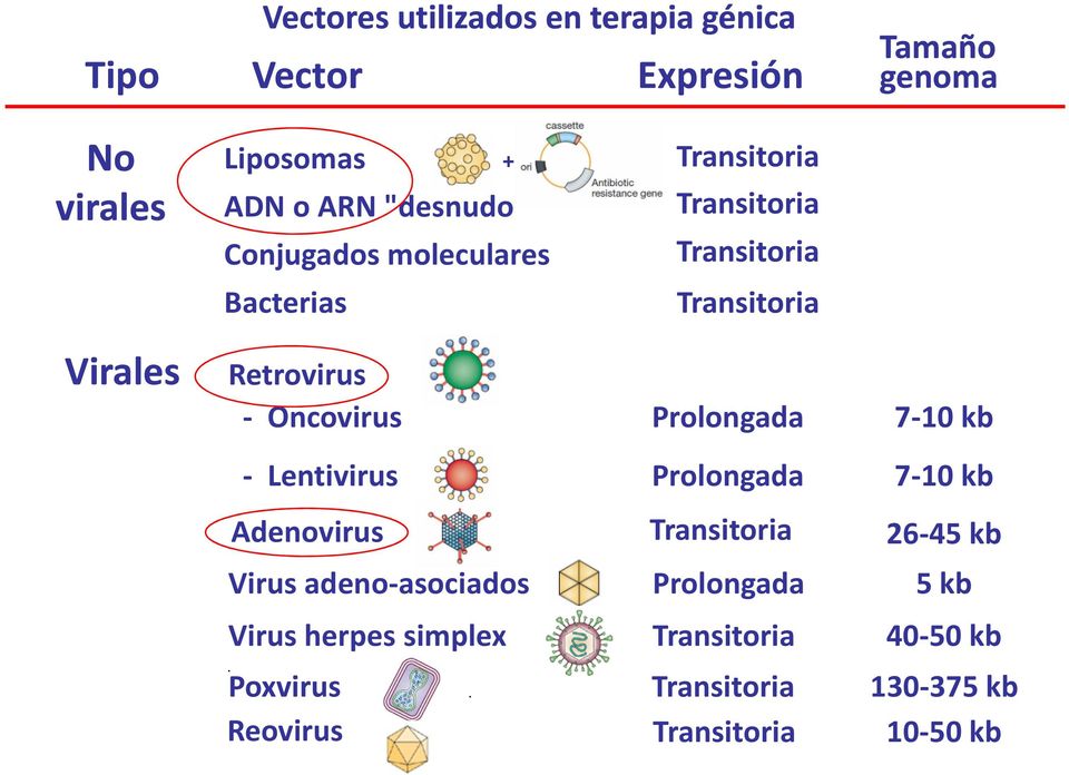 Oncovirus Prolongada - Lentivirus Prolongada Adenovirus Virus adeno-asociados Virus herpes simplex Transitoria