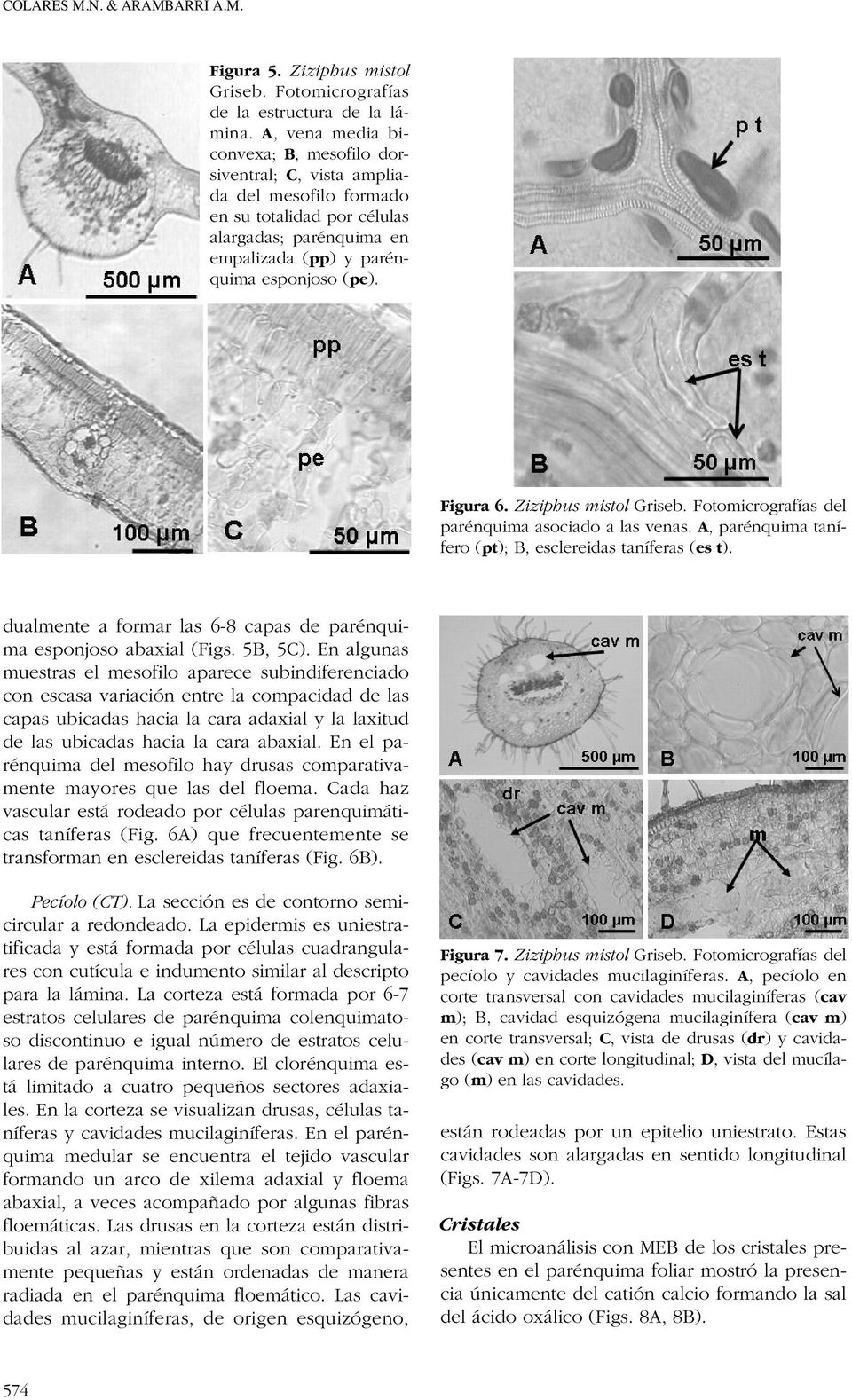 Ziziphus mistol Griseb. Fotomicrografías del parénquima asociado a las venas. A, parénquima tanífero (pt); B, esclereidas taníferas (es t).