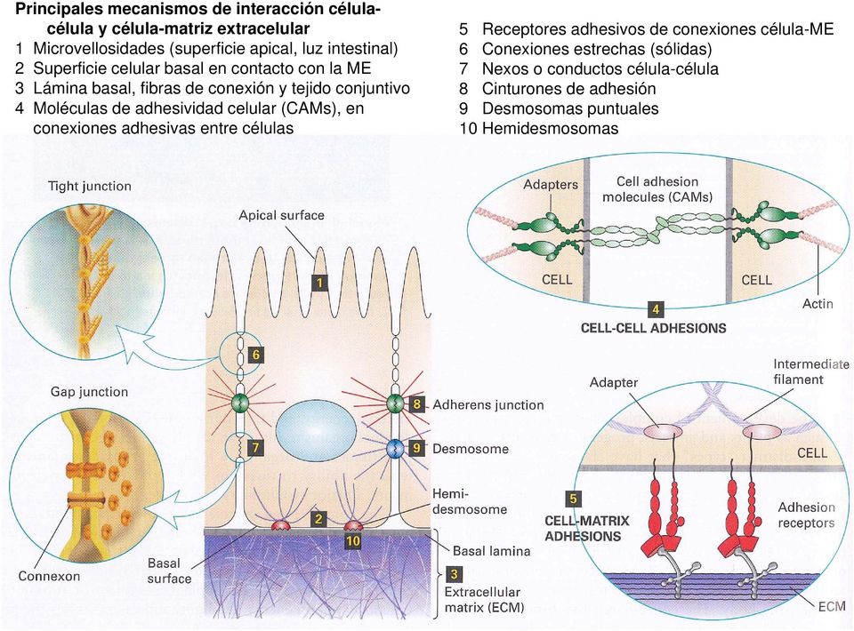 Moléculas de adhesividad celular (CAMs), en conexiones adhesivas entre células 5 Receptores adhesivos de conexiones