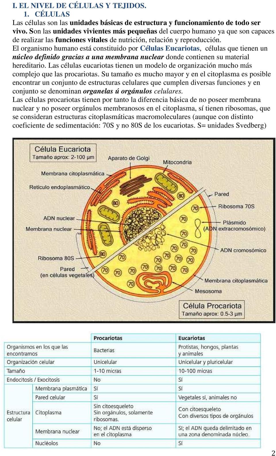 El organismo humano está constituido por Células Eucariotas, células que tienen un núcleo definido gracias a una membrana nuclear donde contienen su material hereditario.