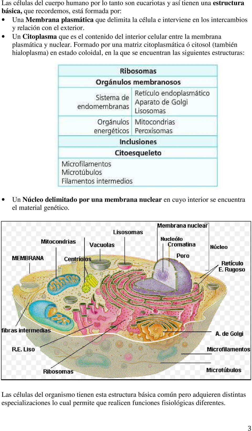 Formado por una matriz citoplasmática ó citosol (también hialoplasma) en estado coloidal, en la que se encuentran las siguientes estructuras: Un Núcleo delimitado por una membrana