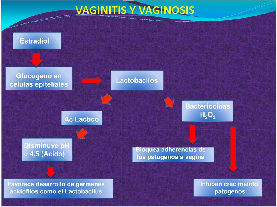 adherencias de los patogenos a vagina Favorece desarrollo de