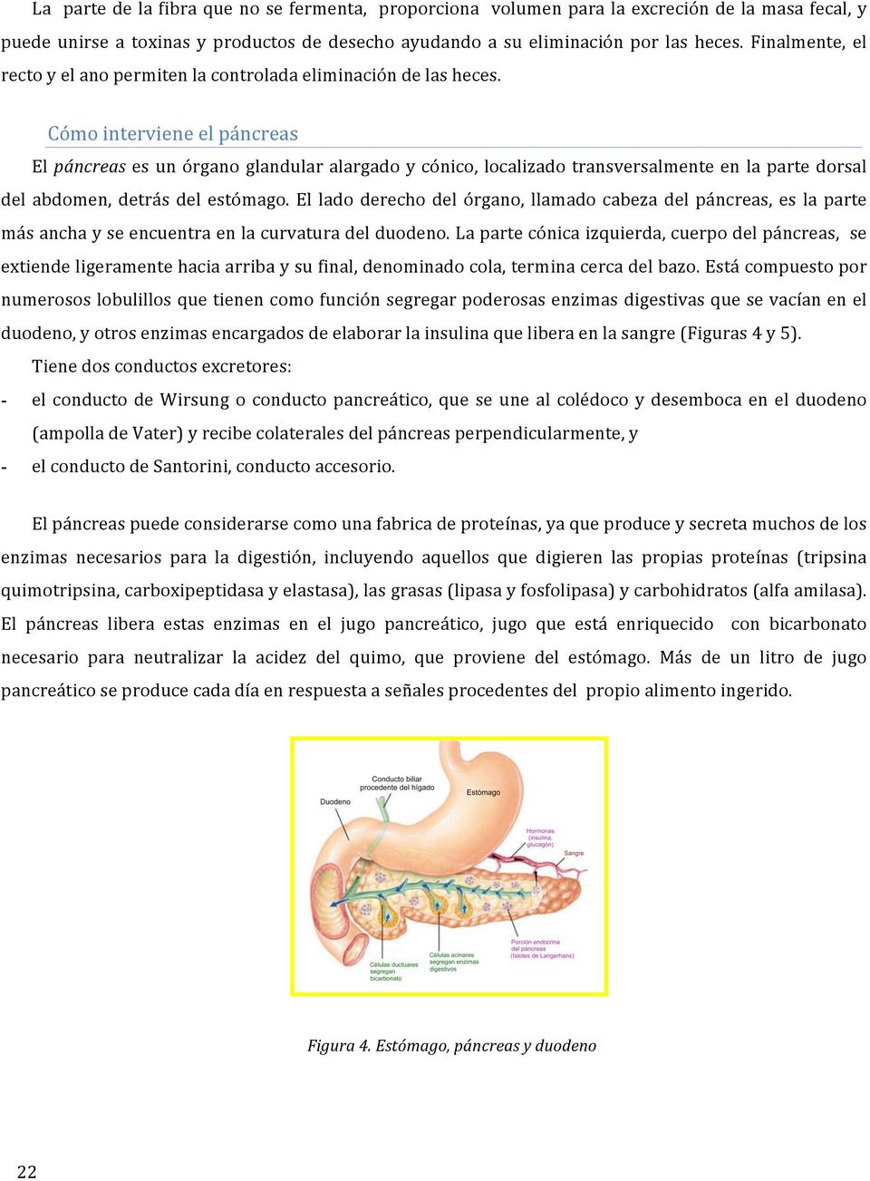 Cómo interviene el páncreas El páncreas es un órgano glandular alargado y cónico, localizado transversalmente en la parte dorsal del abdomen, detrás del estómago.