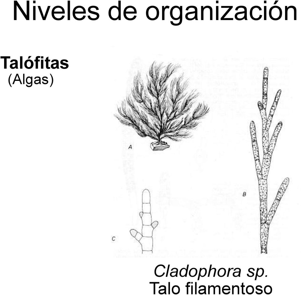 Talófitas (Algas)