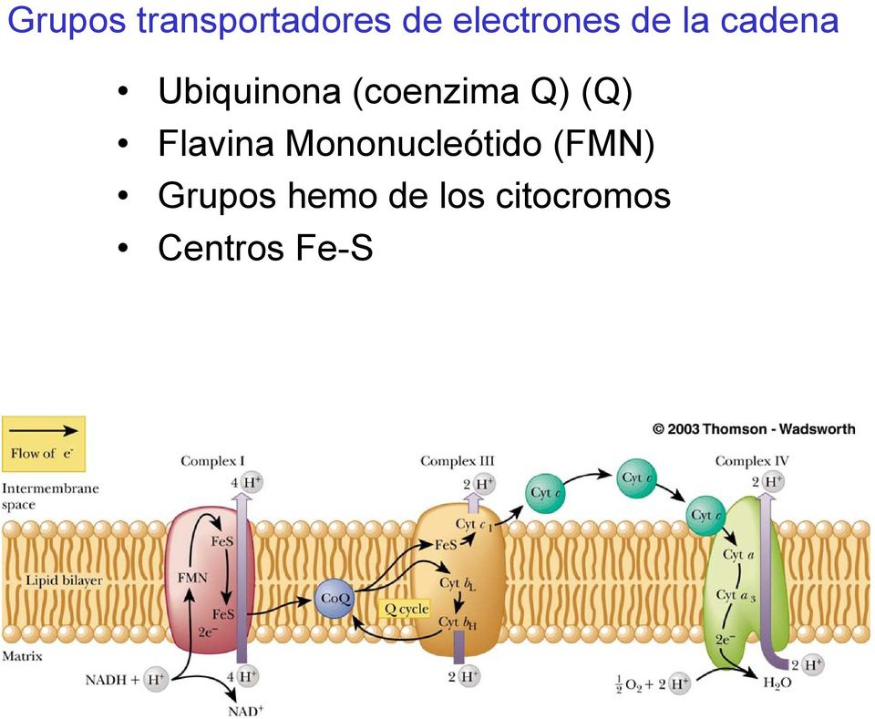 (Q) Flavina Mononucleótido (FMN)