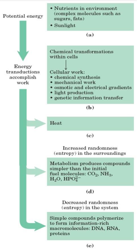 Bioquímica Termodinámica y bioenergética.
