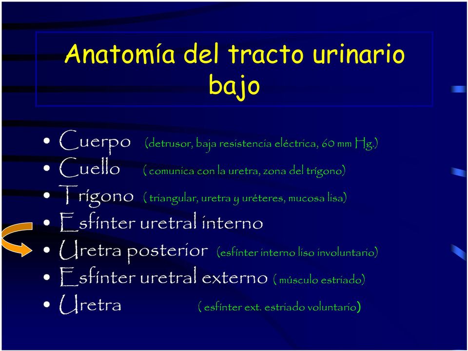 uréteres, mucosa lisa) Esfínter uretral interno Uretra posterior (esfínter interno liso
