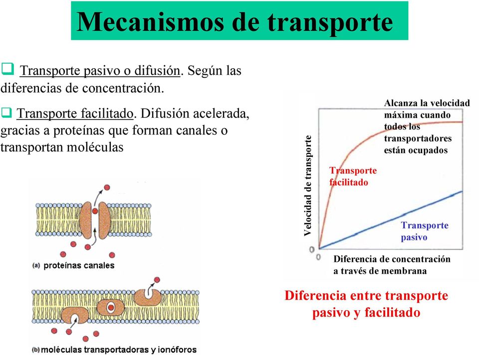 Difusión acelerada, gracias a proteínas que forman canales o transportan moléculas Velocidad de transporte
