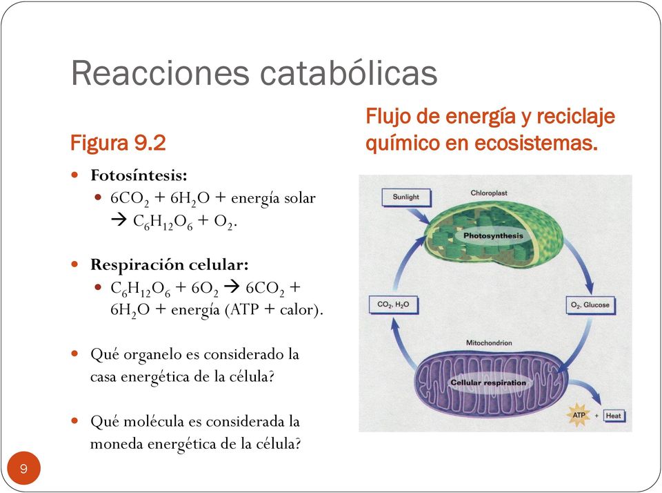 Respiración celular: C 6 H 12 O 6 + 6O 2 6CO 2 + 6H 2 O + energía (ATP + calor).