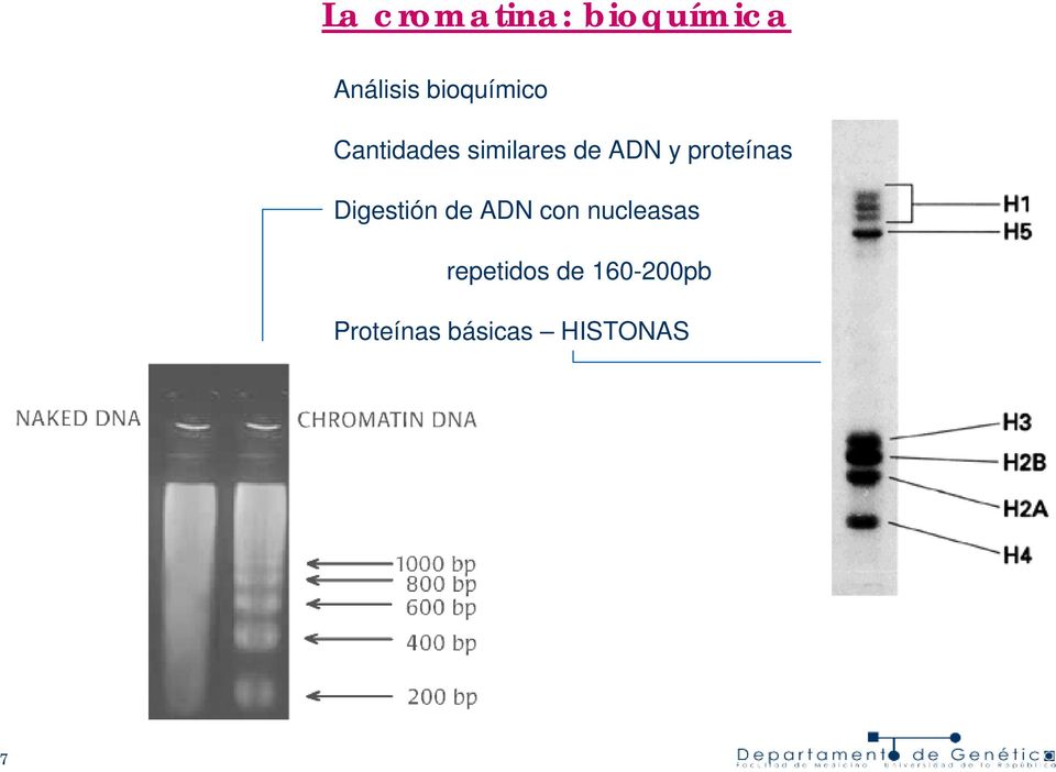 proteínas Digestión de ADN con nucleasas