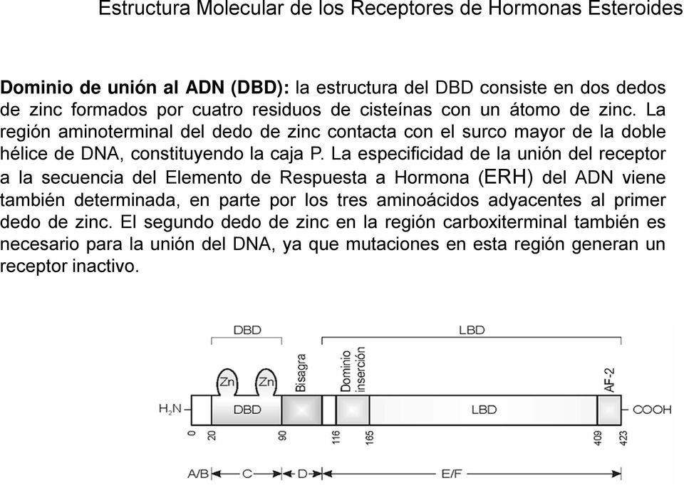 La especificidad de la unión del receptor a la secuencia del Elemento de Respuesta a Hormona (ERH) del ADN viene también determinada, en parte por los tres aminoácidos