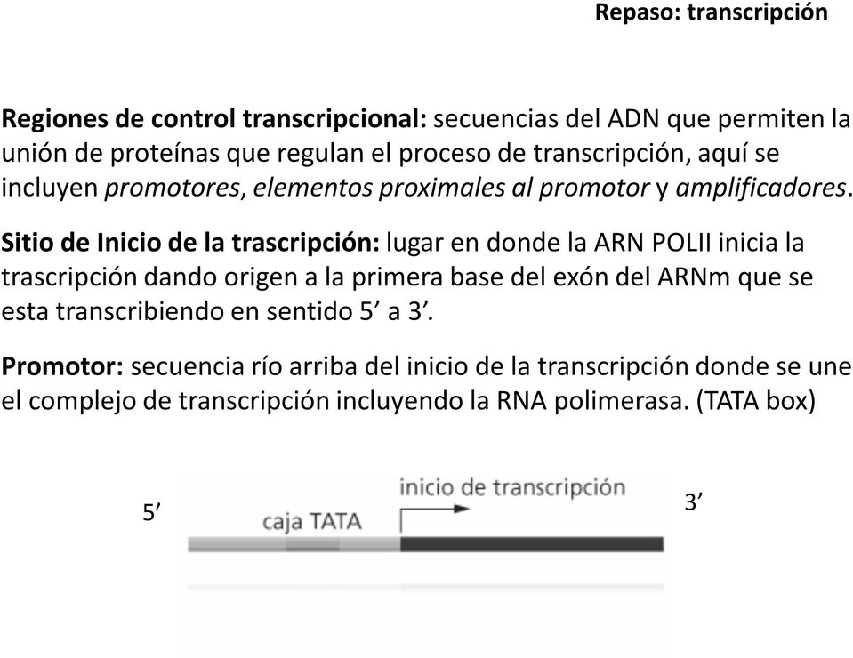 Sitio de Inicio de la trascripción: lugar en donde la ARN POLII inicia la trascripción dando origen a la primera base del exón del ARNm que