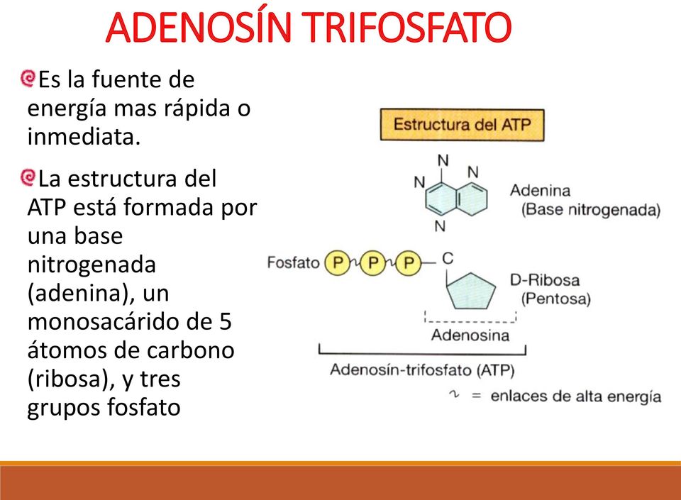 La estructura del ATP está formada por una base