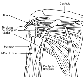 Los ligamentos unen los tres huesos del hombro y le dan estabilidad a la articulación. Departamento de Salud y Servicios Humanos de los EE.UU.